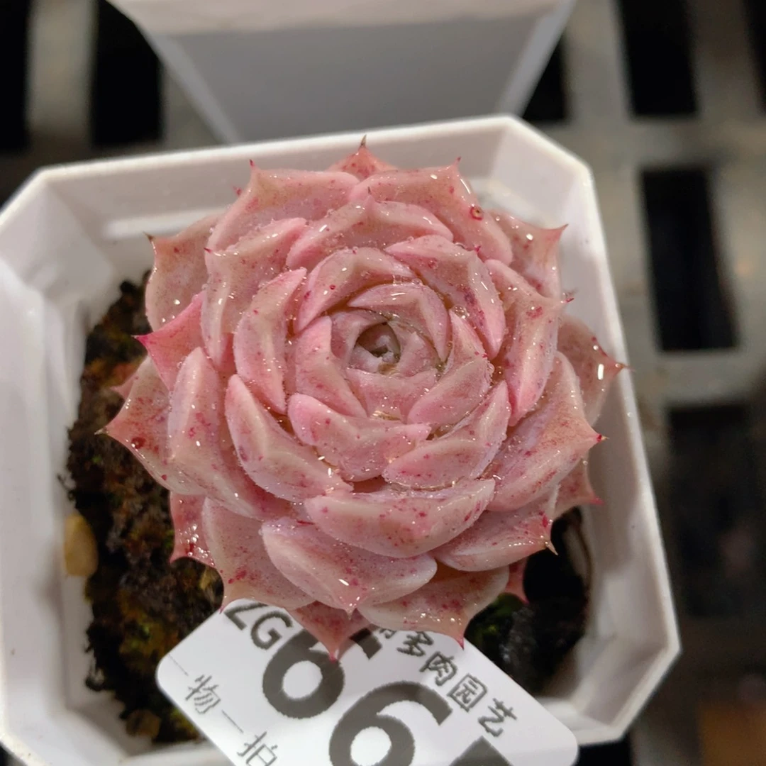 5CM拇指盆精控多肉ZG665