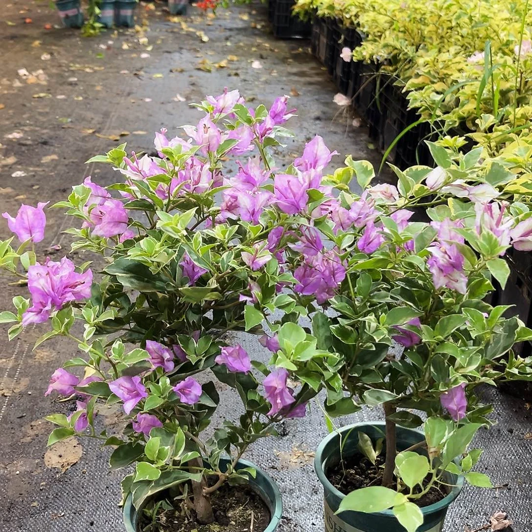 大部分花苞少量开放花叶雪紫掌中宝一颗