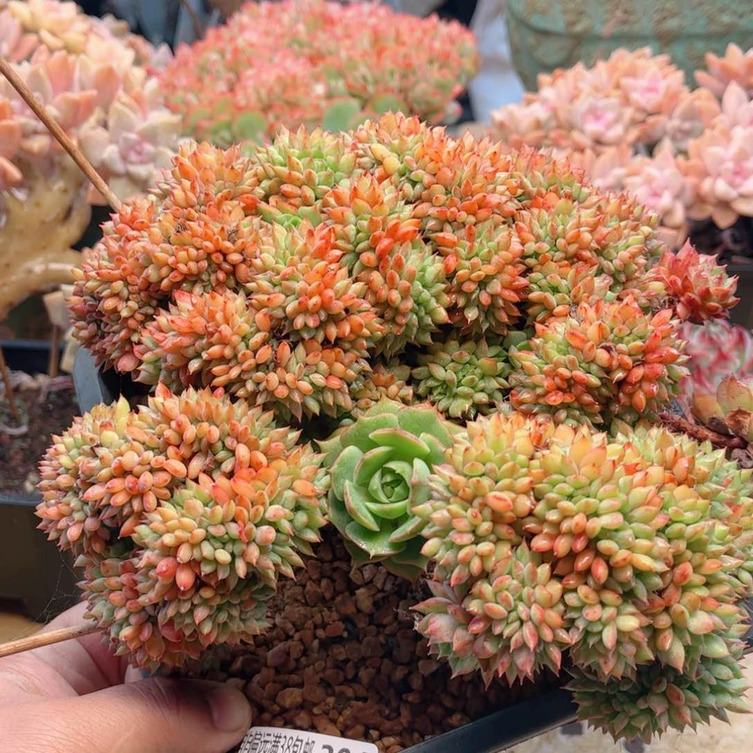 304青苹果缀德华多肉