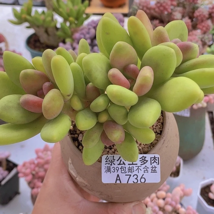 芒果奶12cm736多肉植物