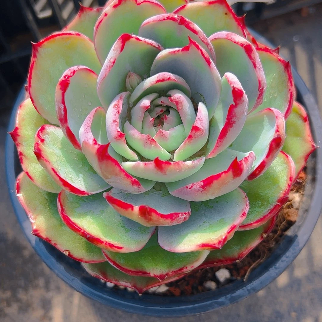 婉惊鸿仙子一物一拍3100号