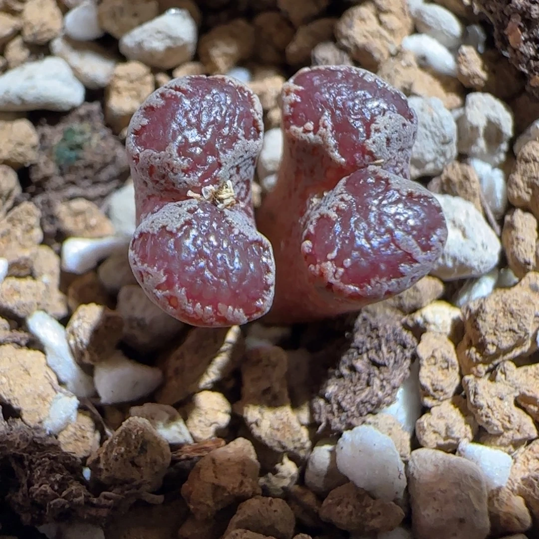 肉锥多肉植物组合-3km勋章989