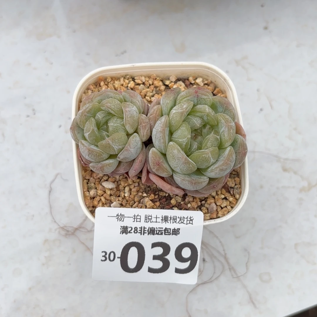 白恋多肉多肉多肉