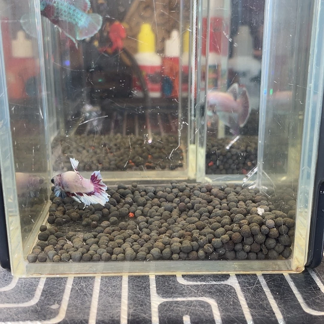 斗鱼18号1212早绣球