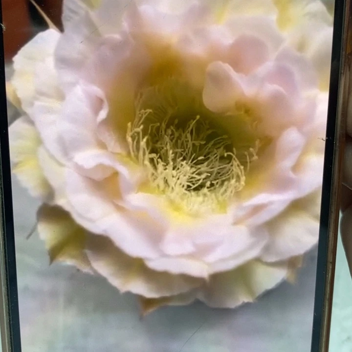 香香526和42号有气根侧芽1.5公分左右