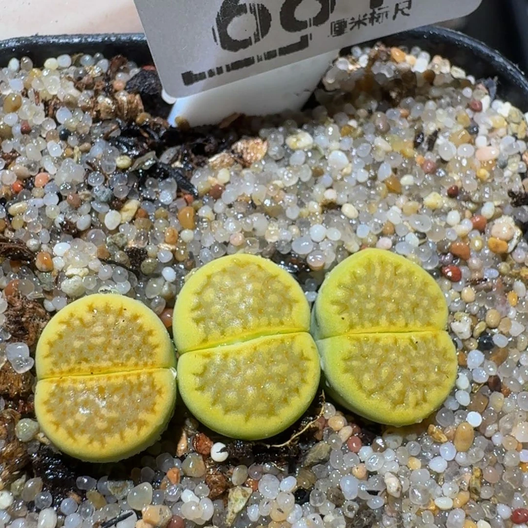 zzzzz生石花肉锥681