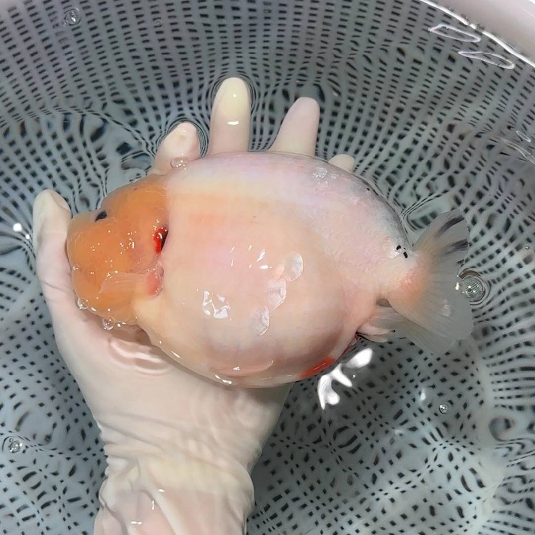 海水鱼精品种鱼兰寿