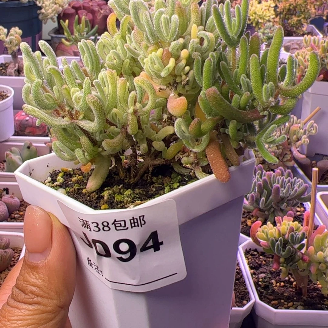094多肉植物枝干橙叶白锦阴阳拉丝带黄头