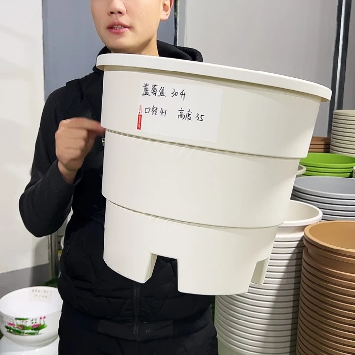 正品蓝莓口41高35白色3只无托
