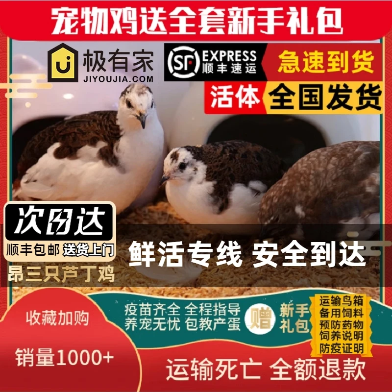 昂三只网红芦丁鸡宠物鸡全色系宠物活鸡40-60天青年鸡芦丁鸡宠物