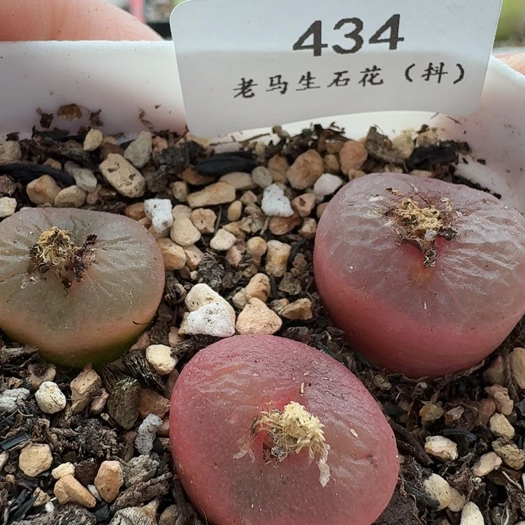 老马生石花吕氏红宝石434