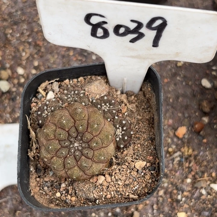 0***78039蜥蜴皮好养脱土发