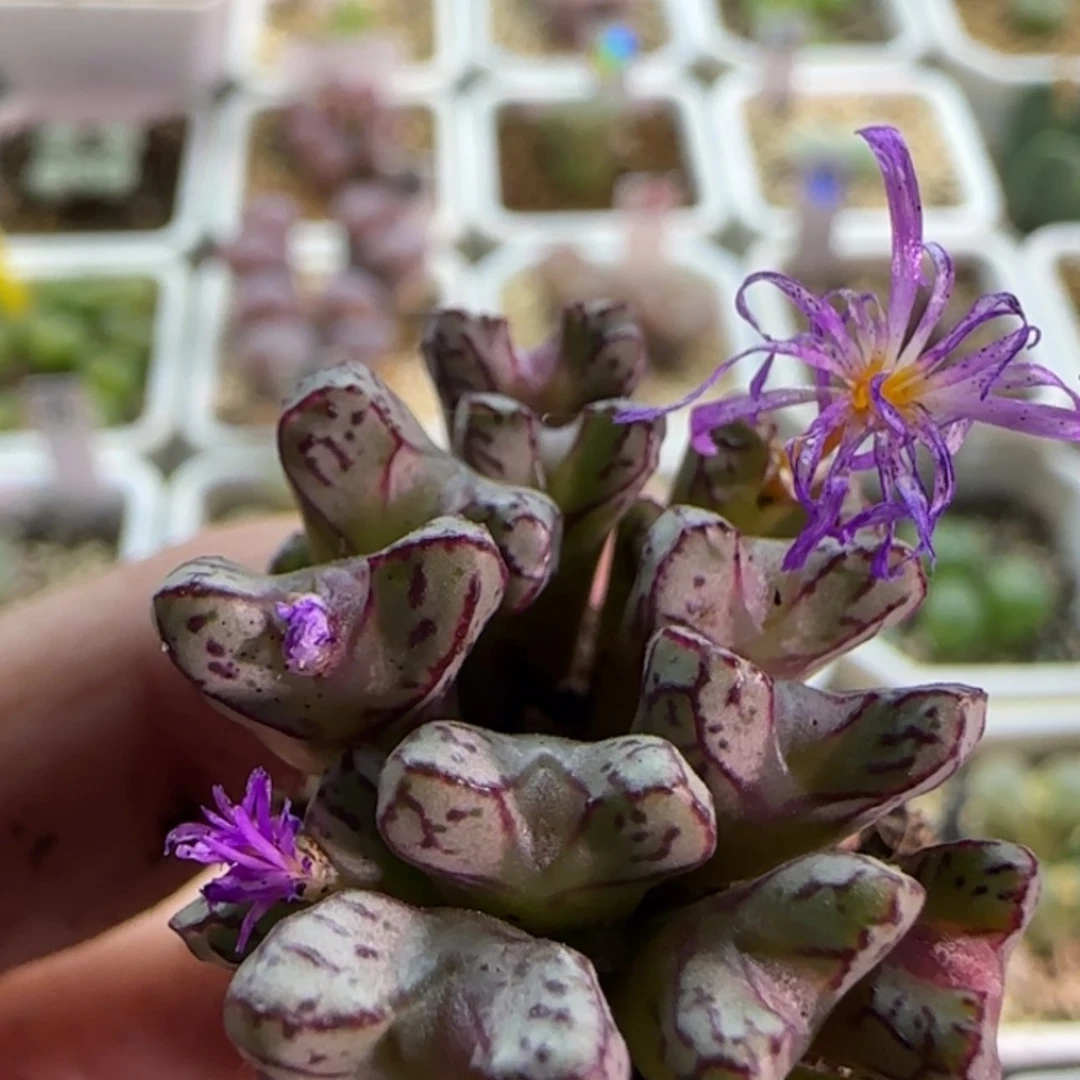 【闪购商品】梁*19599