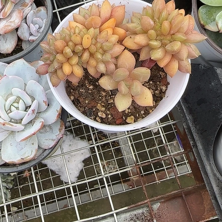 A***C青蛙王子儿童牙膏11