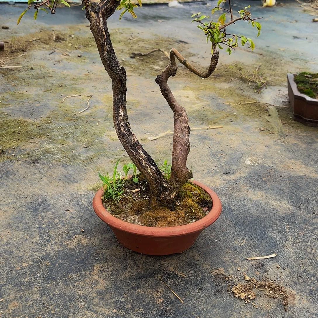 完全开放石榴盆景造型盆栽花卉