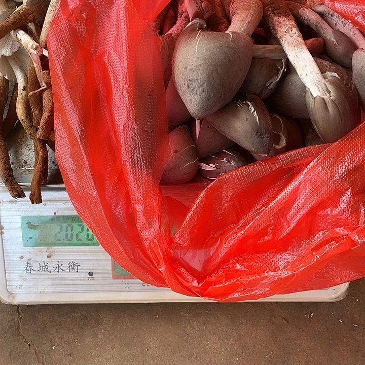 农***村中国大陆石屏县鸡纵菌中国大陆