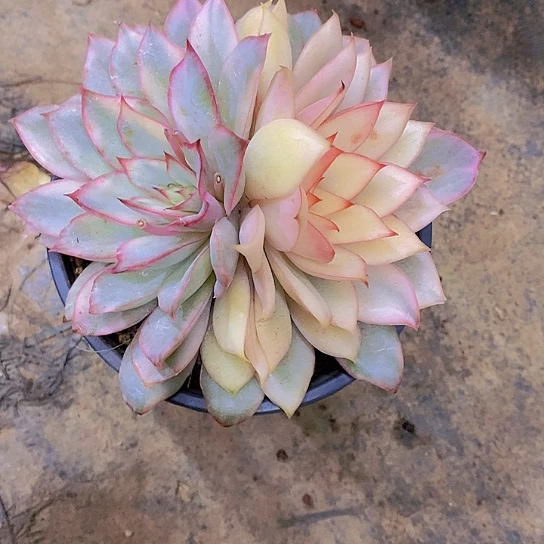 东***北月光女神锦多肉植物