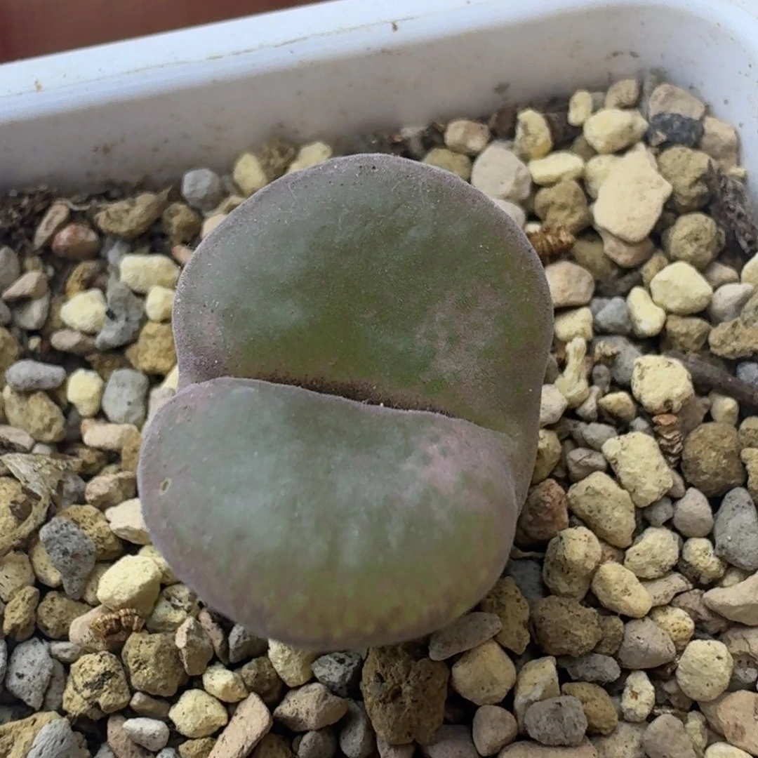 50号单头风铃一物一拍