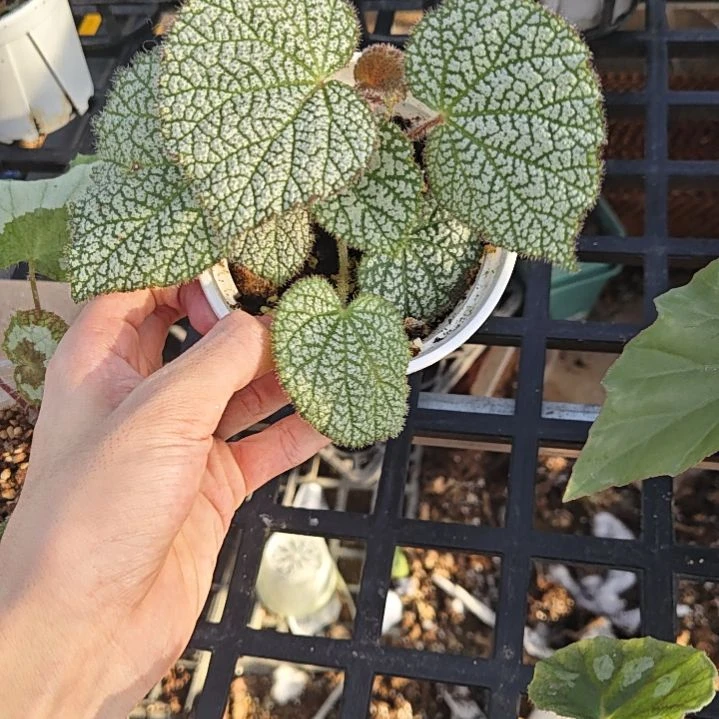 白丝型秋海棠一物一拍