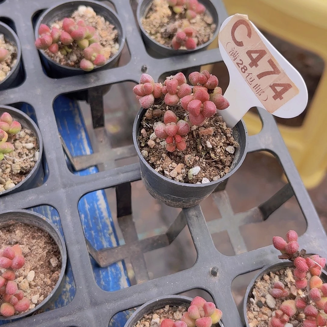 C474紫光一物一拍