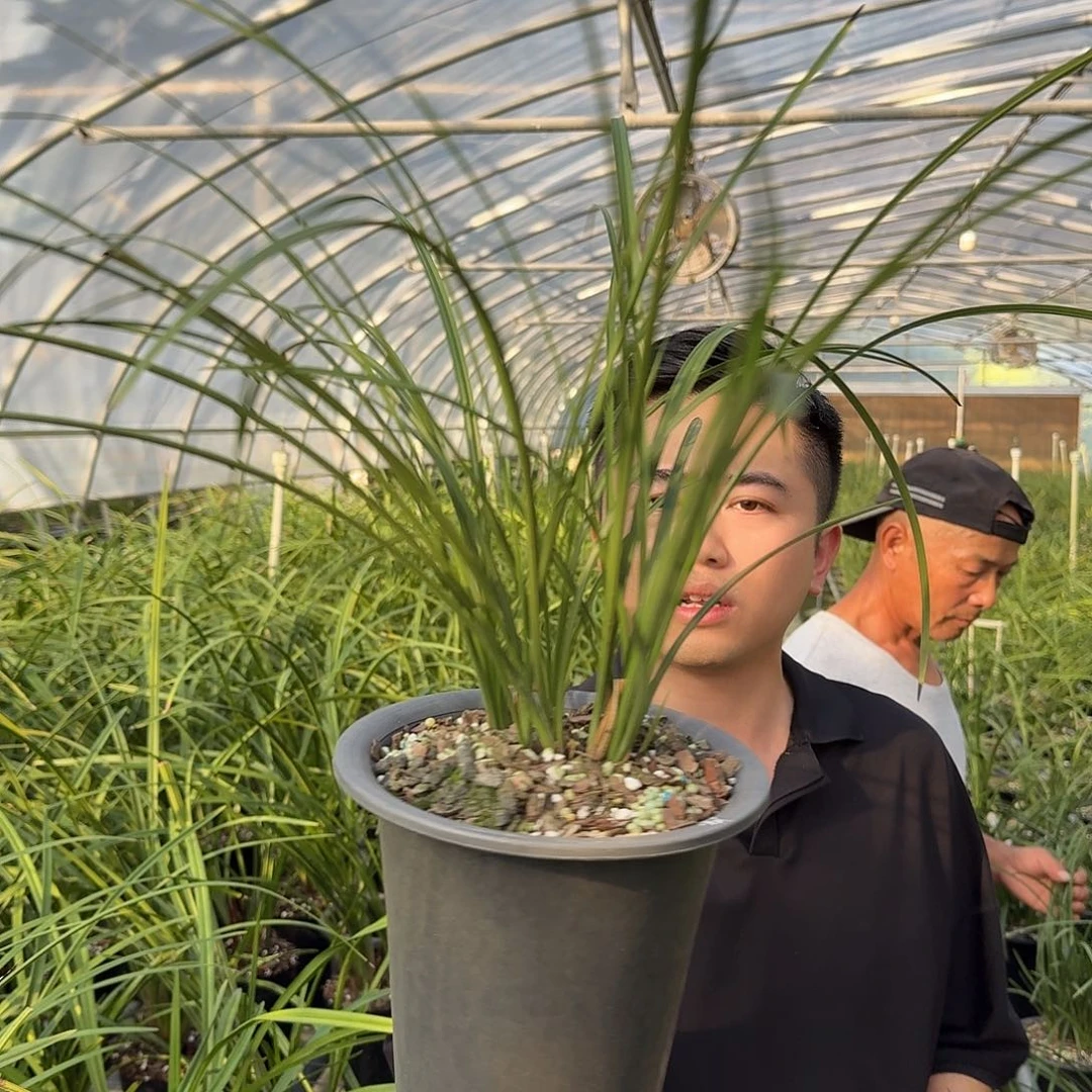 完全开放蕙兰刘梅七苗及以上