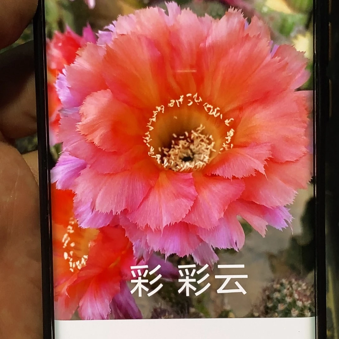 彩。彩云侧芽歪20包邮/5公分