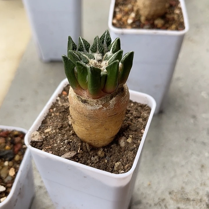 无花朵实生黑牡丹一物一拍下单包邮