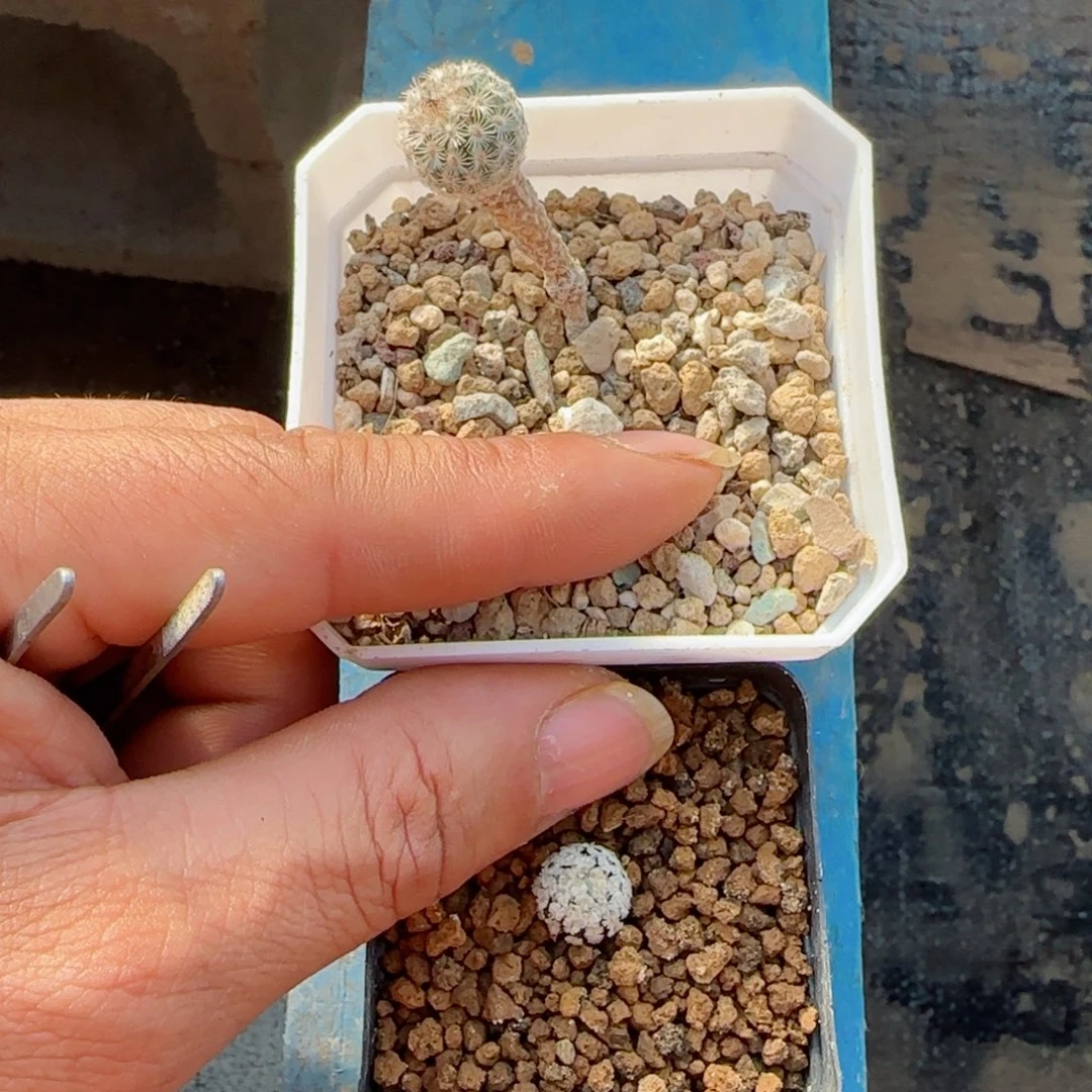 羽毛丸+美针娇丽