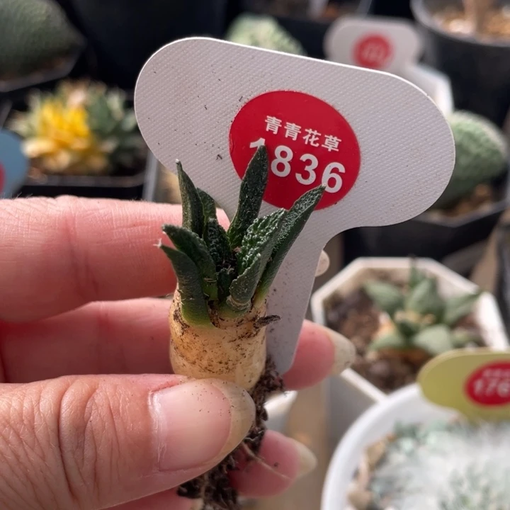 实生辛顿牡丹1836