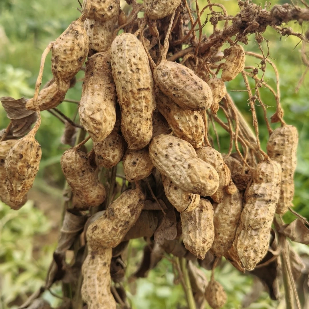 湘西深山农家自种新鲜生花生包邮现摘现发煲汤煮粥打米糊