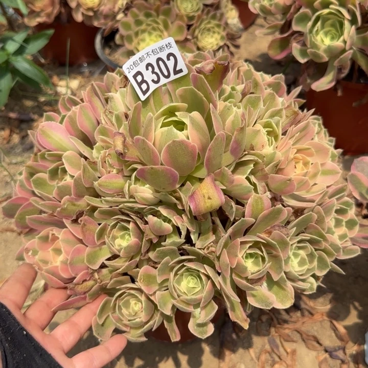 妖月……多肉植物……