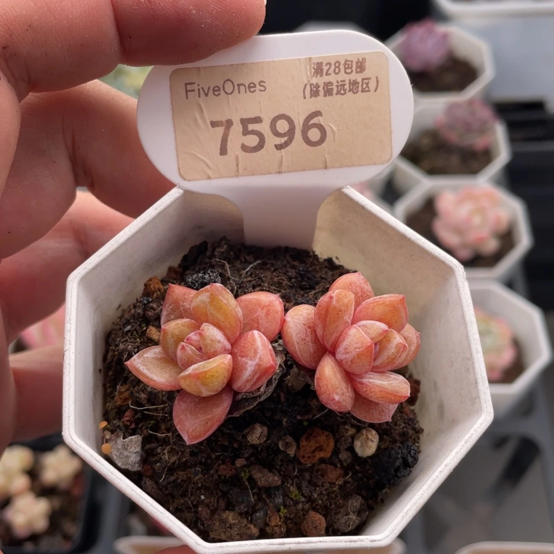 德国香槟7596-5厘米