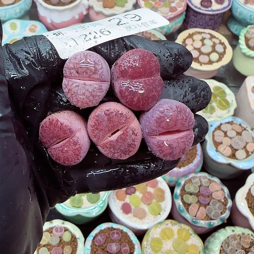 生石花满18包邮1226-29