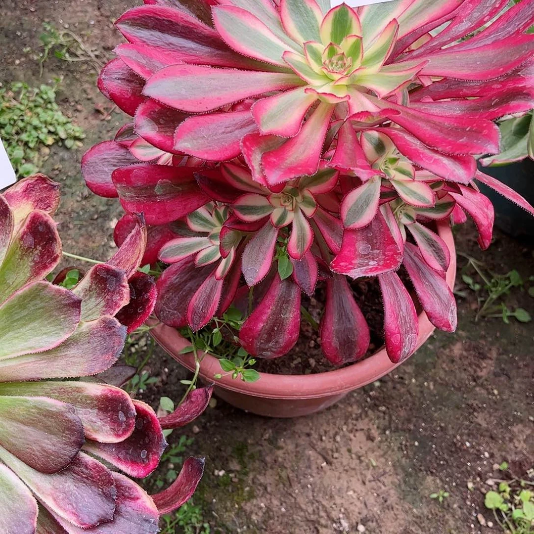 多肉植物003多肉