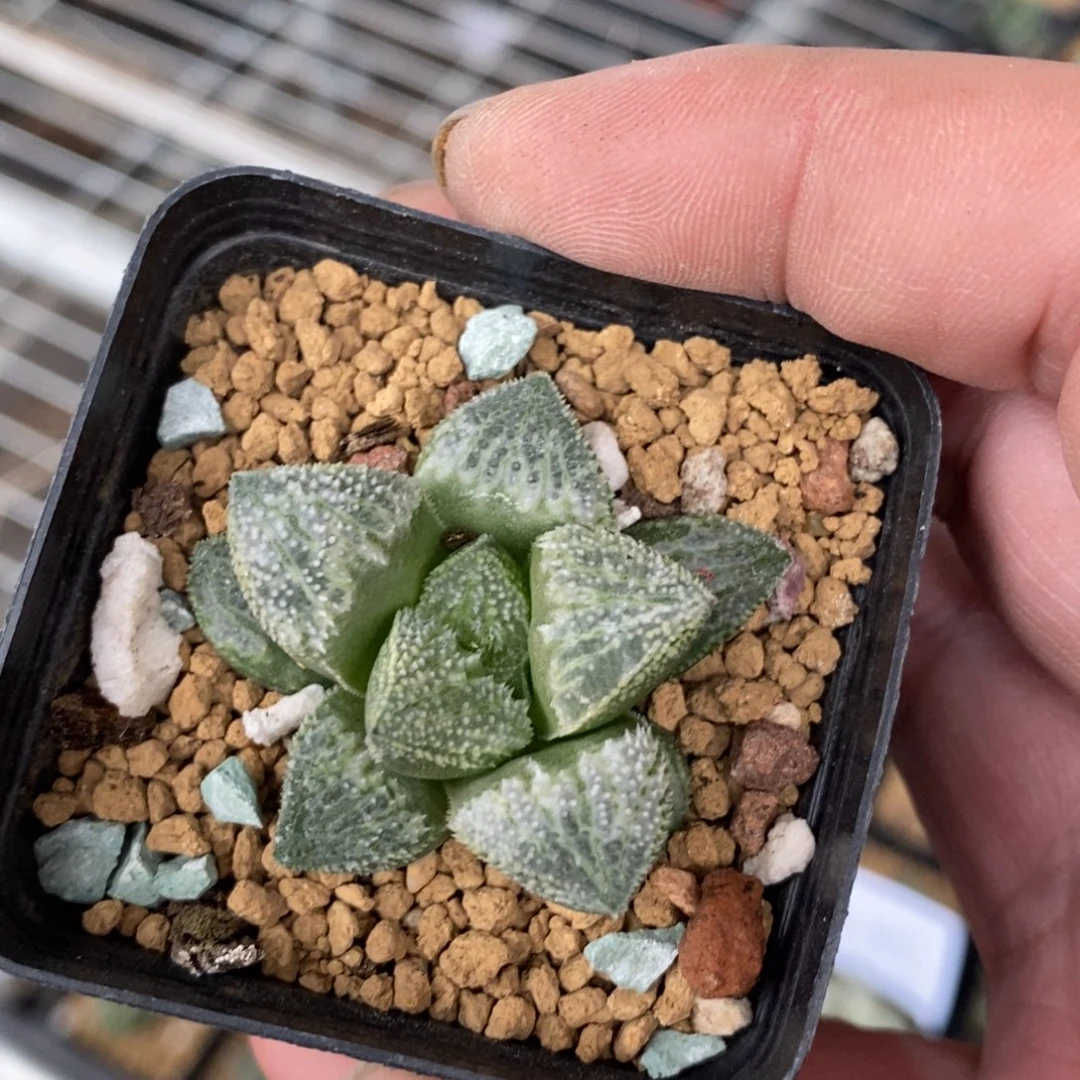 欢***豆551 一颗新粉福利