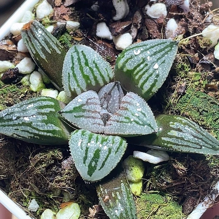 734快克一物一拍的