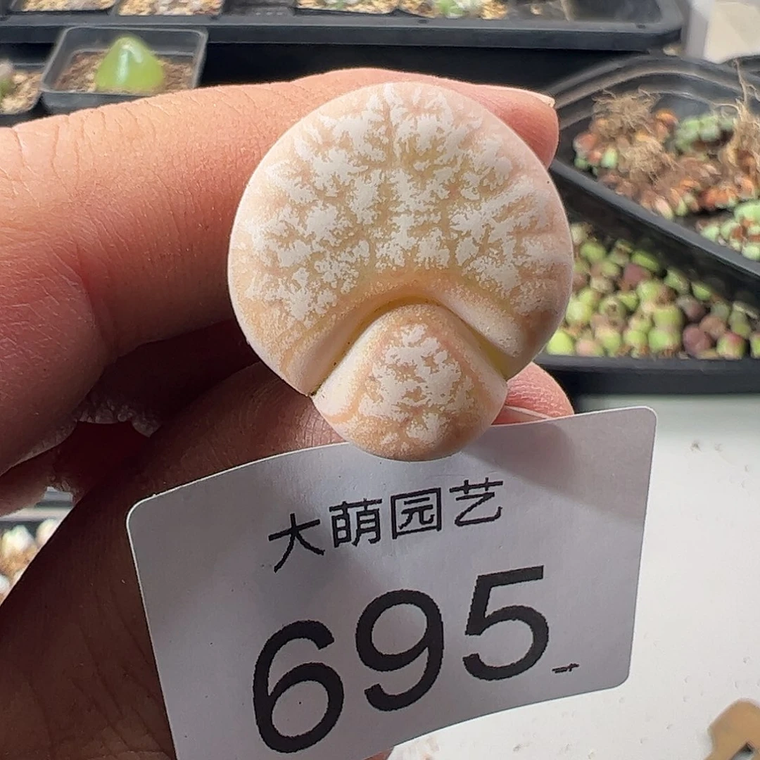 一物一拍脱土发。 695