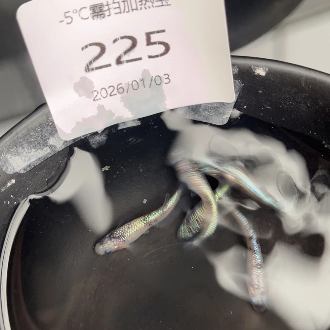 青鳉鱼225月华海王星五尾