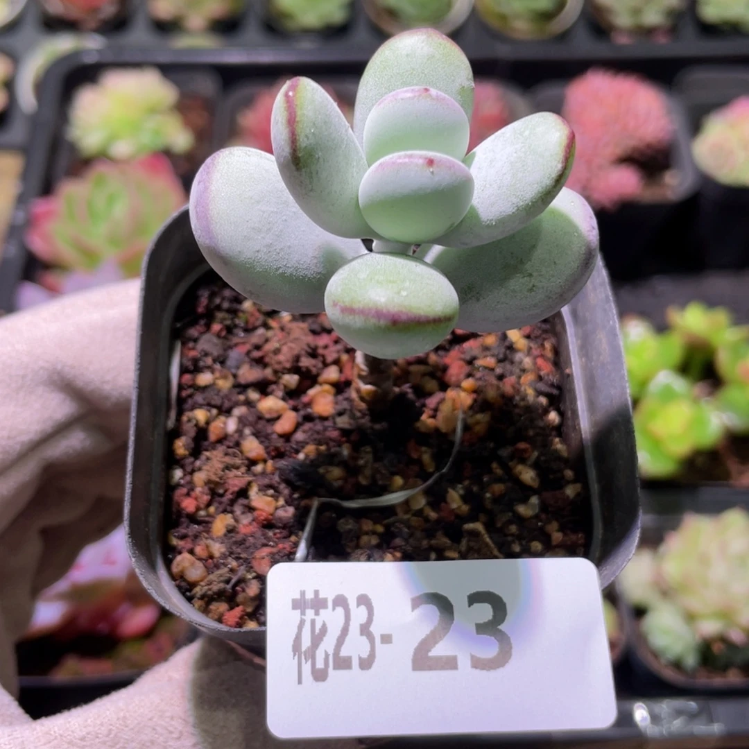 花利美23-23乒乓福娘