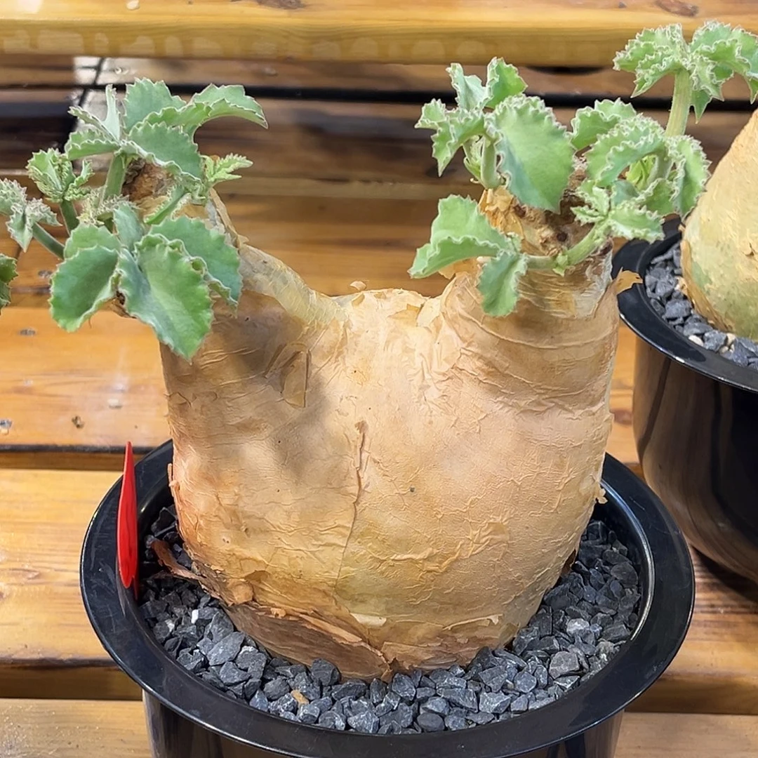 潮流植物 安哥拉葡萄翁 圆肚子