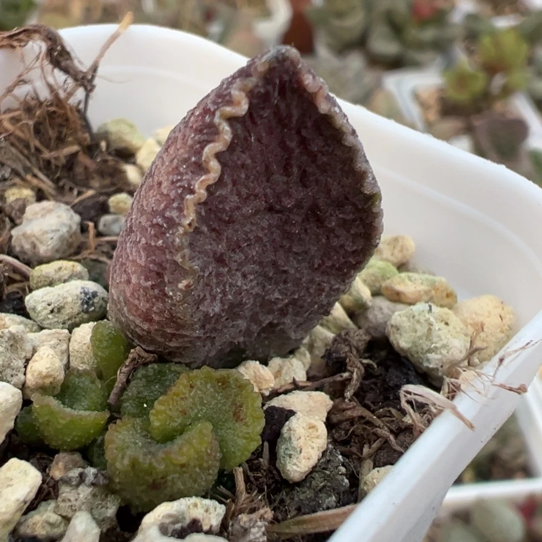 火凤凰大苗多肉植物