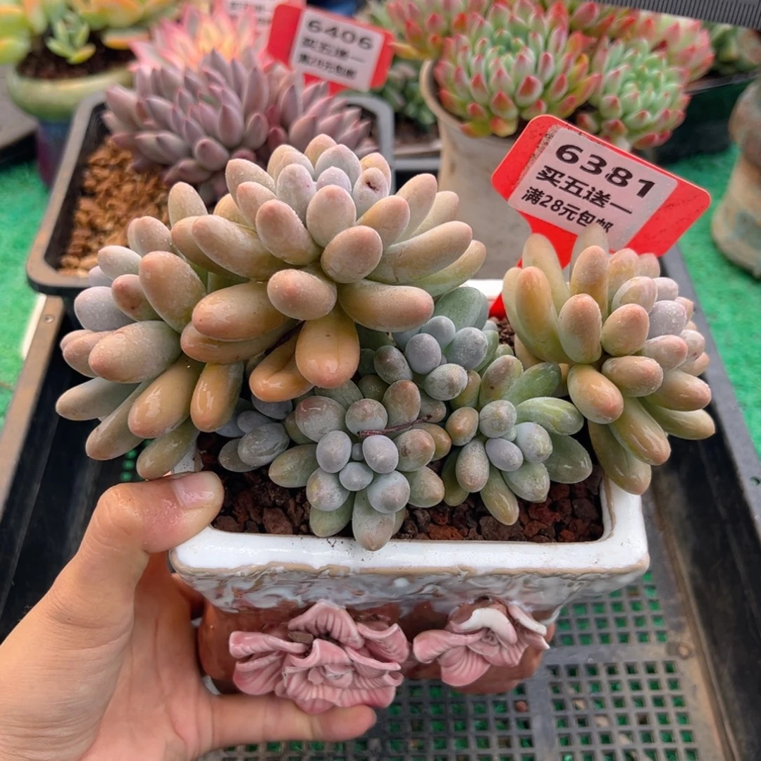 表妹精品多肉植物6381: