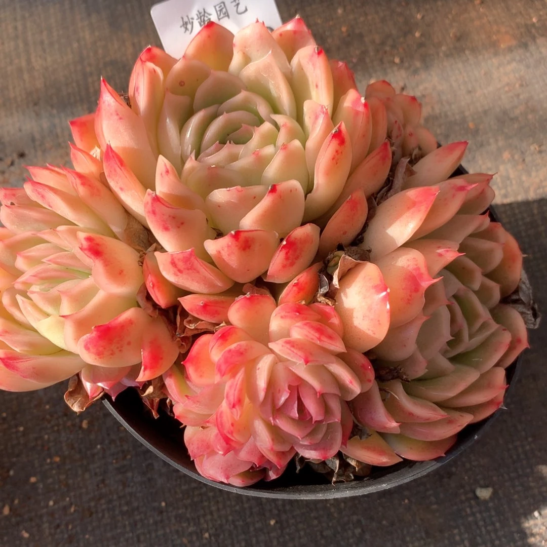 3389杂交多肉植物基地