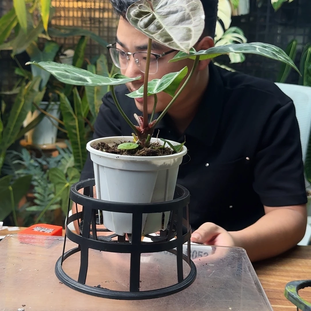 圆***圈无花朵一物一拍B052