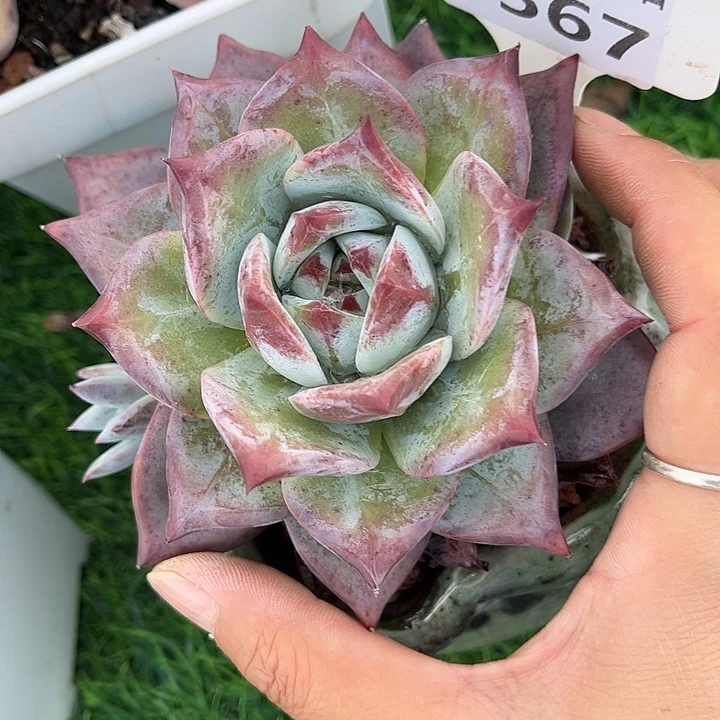 ****）多肉植物3567…..不带盆