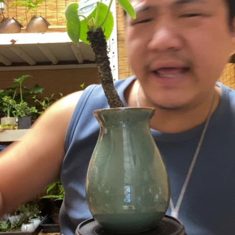 红陶一物一拍所见即所得76