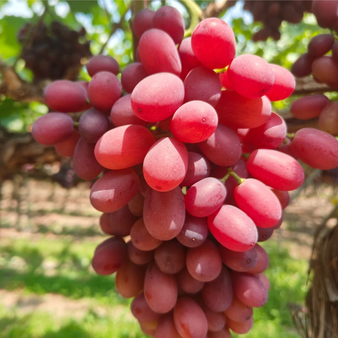 克伦生葡萄脆甜多汁精品果现摘现发顺丰包邮坏果包赔葡萄新鲜