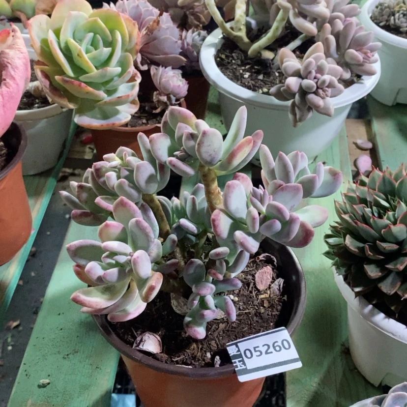 【闪购商品】时**吟三日月美人05260