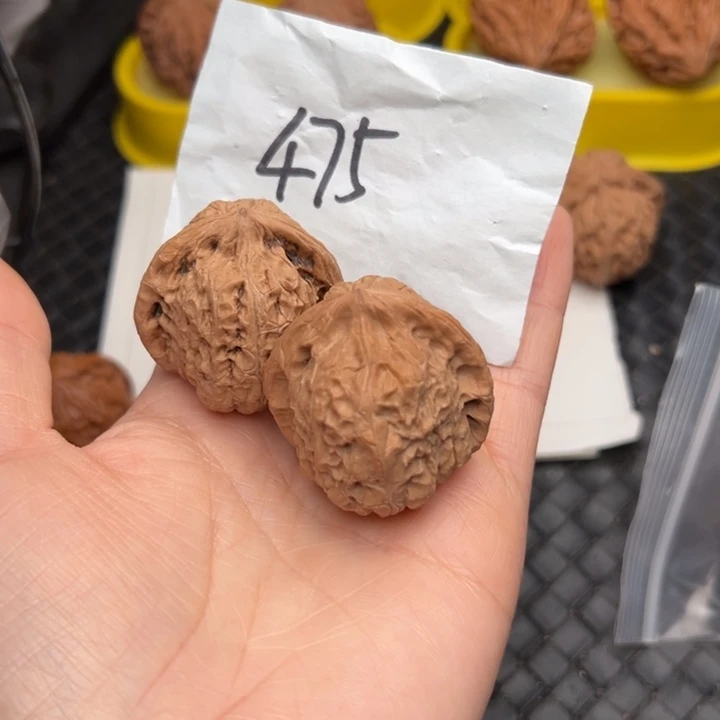 核桃38尺寸南瓜墩