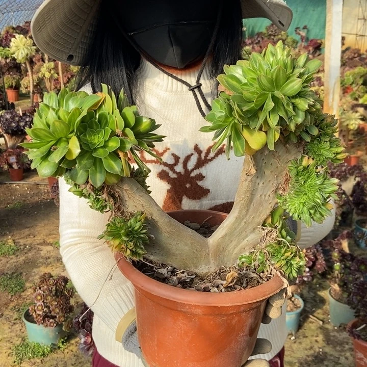 A****芬454碧螺春缀化老桩